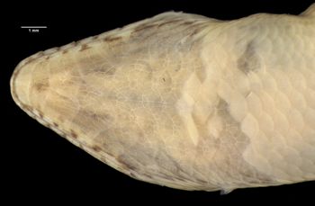 Media type: image;   Herpetology R-7966